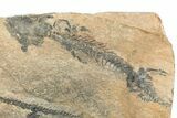 Three Discosauriscus (Permian Reptiliomorph) With Pos/Neg Split #125592-5